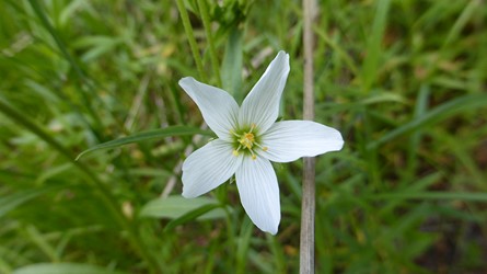 kir59